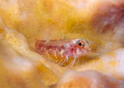 A cute looking Blennie poses for the camera, Canon 20D 10... by Terry Moore 